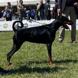 Miuccia - Doberman Pinscher