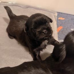 Chip - Black and white male Shih Tzu puppy in Bremerton, Washington from California Shih Tzu