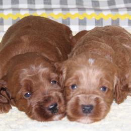 Last pick of two boys is available - Apricot male Goldendoodle puppy in Carnesville, Georgia from Mustard Seed Ranch Goldendoodles