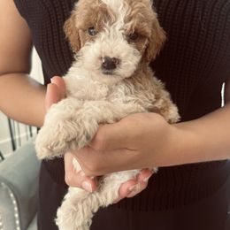 Remi - Parti female Goldendoodle puppy in Strasburg, Pennsylvania from Still Water Puppies
