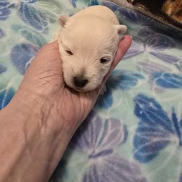 Red collar - White male West Highland White Terrier puppy in Gobles, Michigan from My Little Puppy Paws