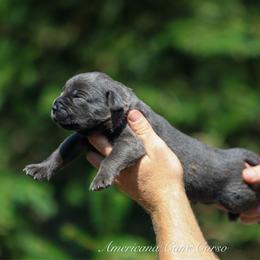 Bishop - Gray male Cane Corso puppy in Cable, Ohio from Americana Cane Corso