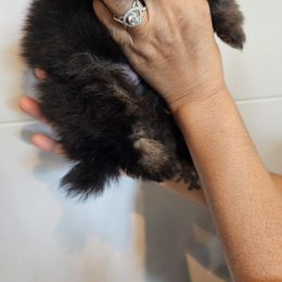Big Boy - Black and tan parti Pomeranian puppy in Modesto, California from SelfiePoms