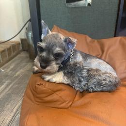 Max - Salt and pepper male Miniature Schnauzer puppy in Atoka, Oklahoma from Boggy Depot Cavaliers & Friends
