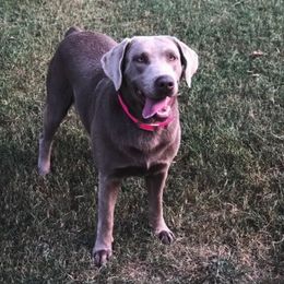 Dilute Retriever All Grown Up from Roaming Lab Farms