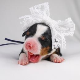 Mira  (navy collar) - Tri-color female Bernedoodle puppy in Lehi, Utah from Heart J Bernedoodles