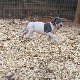 Elvira - Blue female Great Dane puppy in Montgomery, Texas from KD Sweet Southern Danes