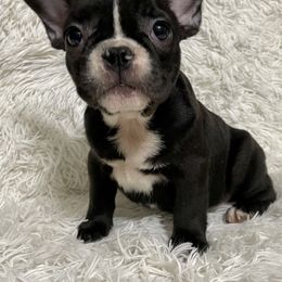 Bulldog and French Bulldog Puppies from Romanov’s  Bulldogs