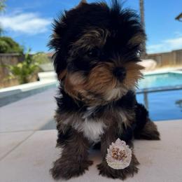 Aster 4,813 - Black and tan male Yorkshire Terrier puppy in Pittsburg, California from Crystal Garden Yorkies