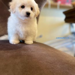 Coton de Tulear Puppies from Cotoncutie