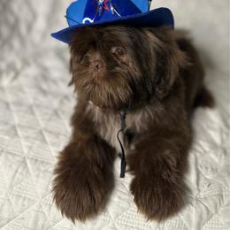 CKC Boy 3 - Liver male Shih Tzu puppy in Houston, Texas from Paws n Claws