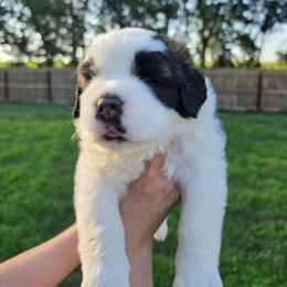 Griffon - Mahogany and white male Saint Bernard puppy in Brandon, South Dakota from Split Rock Saints