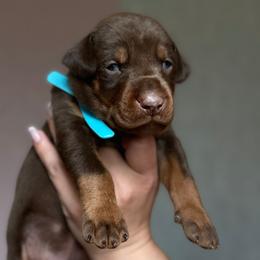 Doberma project Tommy - Red and rust male Doberman Pinscher puppy in Monroe, North Carolina from Artaks Home