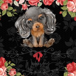 Wednesday "Winnie" - Cavalier King Charles Spaniel