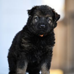 Orange collar - Sable female German Shepherd puppy in Portland, Tennessee from Howixx German Shepherds