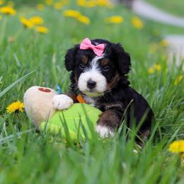 Female 5297 - Tri-color female Bernedoodle puppy in Ormond Beach, Florida from Florida Coast Doodles