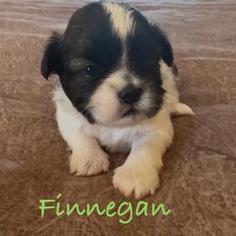 Finnegan - Brindle and white male Shih Tzu puppy in Vernon, New Jersey from Calta’s Cute Shih Tzu