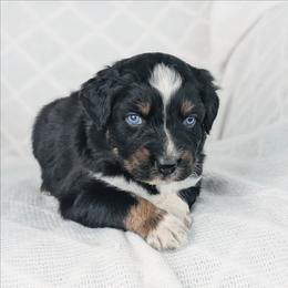 Boy 3 Blue - Black tri-color male Australian Shepherd puppy in Yakima, Washington from Naches Heights Ranch
