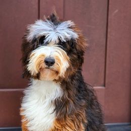 Koda - Bernedoodle