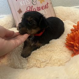 Yorkipoo and Yorkshire Terrier Puppies from Sweet as dessert puppies