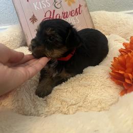 Yorkipoo and Yorkshire Terrier Puppies from Sweet as dessert puppies