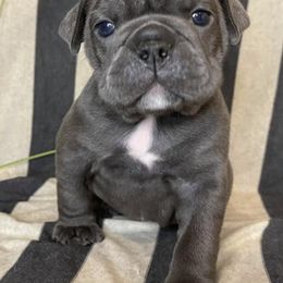 Bulldogs from Mason Dixon Bulldogs