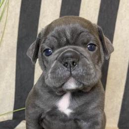 Bulldogs from Mason Dixon Bulldogs