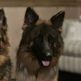 Ruby - German Shepherd
