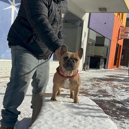 French Bulldog All Grown Up from Dama Hill Frenchies