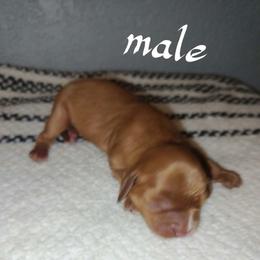 Romero - Ruby male Cavalier King Charles Spaniel puppy in Lambertville, Michigan from Dream Dog LLC