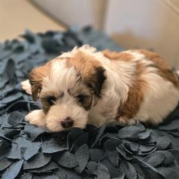 Amber - Red sable female Havanese puppy in Wappapello, Missouri from Titanium Havanese LLC