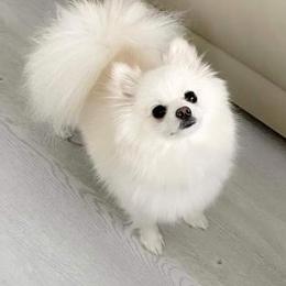 Angel - Pomeranian