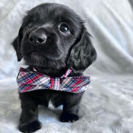 Bruno - Black male Dachshund puppy in Ocala, Florida from Weenie Boops