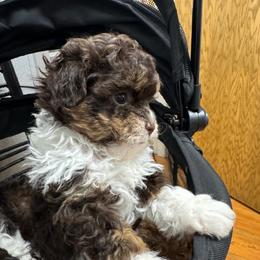 Tally - Liver and white female Shihpoo puppy in Cedar Springs, Michigan from Pridespoodles