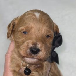 Diesel Black Collar Boy - Red  male Goldendoodle puppy in Vernon, Texas from Sugarland's Texas Goldendoodles