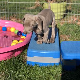 Weimaraner Puppies from Zauberhaft Weimaraners