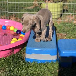 Weimaraner Puppies from Zauberhaft Weimaraners