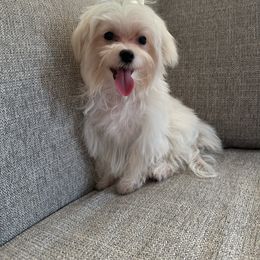 Dory - Maltese puppy from Lizeth's Pups