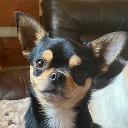 Chihuahua All Grown Up from TJs Chihuahuas