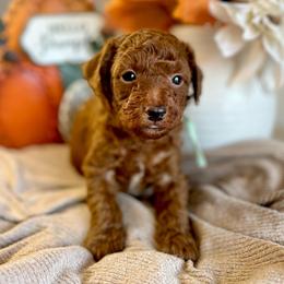 Scooby Doo (Mint) - Red  male Poodle puppy in Calimesa, California from Teakwood Poodles of SoCal