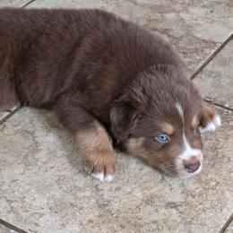 Sergio FIFA - Red tri-color male Australian Shepherd puppy in Solon, Maine from Mountain Range Australian Shepherds
