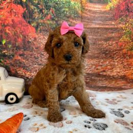 Pippa - Red  female Poodle puppy in Lebanon, Missouri from Perkins Pups