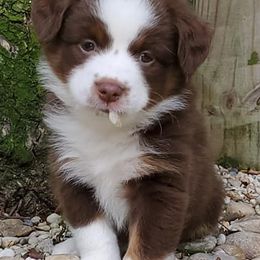 Australian Shepherds and Rat Terriers from Nubbytail Farm