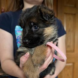 Miss Pink - Black and red female German Shepherd puppy in Lawton, Michigan from Free Indeed Shepherds