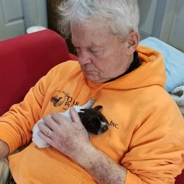 Wirehaired Pointing Griffon Puppies from Leaping Dog Griffons