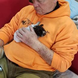 Wirehaired Pointing Griffon Puppies from Leaping Dog Griffons