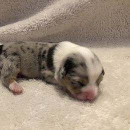American Corgi and Pembroke Welsh Corgi Puppies from Red White & Bluie Corgi