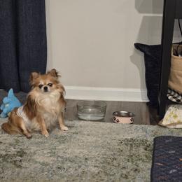 Boy 1 - male Chihuahua puppy in Lugoff, South Carolina from Cutie Pie Chihuahua's