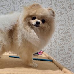 Pomeranians and Shiba Inu from Bright Ray