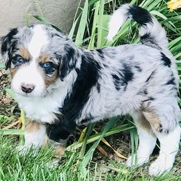 Male Four, Blue Merle, Deep Copper Highlights - Blue merle Aussiedoodle puppy in Parma, Idaho from Arena Valley Acres